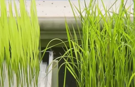 2020年度國(guó)家科技進(jìn)步獎(jiǎng)一等獎(jiǎng)：水稻遺傳資源的創(chuàng)制保護(hù)和研究利用