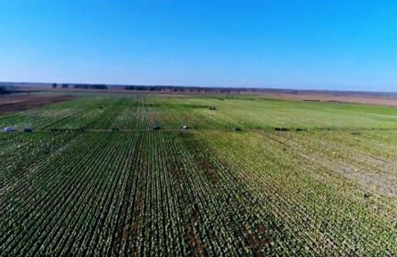 黑龍江齊齊哈爾：一熟變兩熟 白菜喜獲豐收