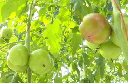 山東威海乳山市城區(qū)街道：黨建引領(lǐng)強(qiáng)產(chǎn)業(yè) 村莊抱團(tuán)謀發(fā)展?