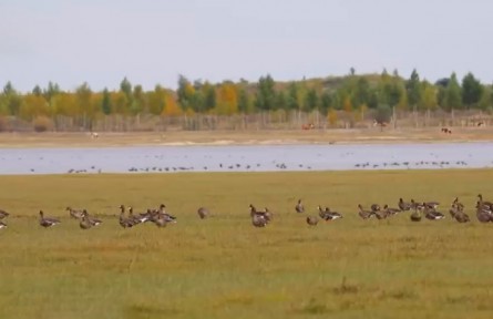 內(nèi)蒙古：阿魯科爾沁旗湖泊濕地迎候鳥遷徙高峰