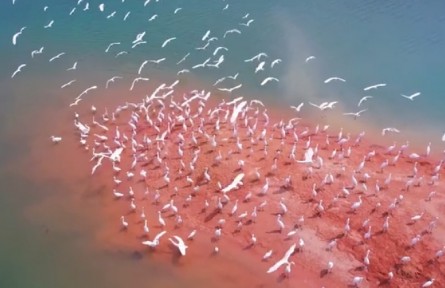 廣東流溪河國家森林公園：原生秘境 引“環(huán)保鳥”盤旋棲息