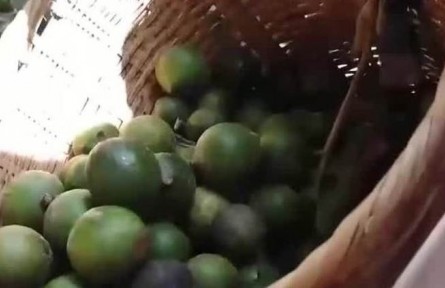 豐收中國·云南臨滄：堅果豐收 完善產(chǎn)業(yè)鏈提高附加值