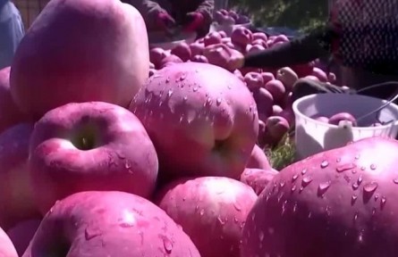 豐收中國·遼寧葫蘆島：綏中縣“紅星”蘋果進入忙碌采摘季