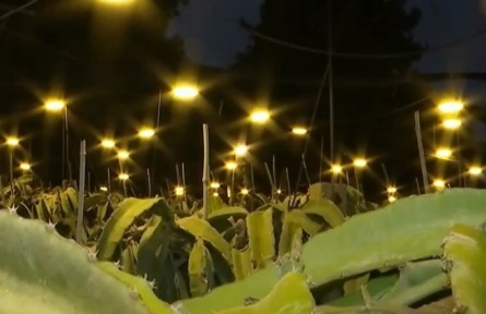 廣西：賦能特色農業(yè) 點亮鄉(xiāng)村振興致富路