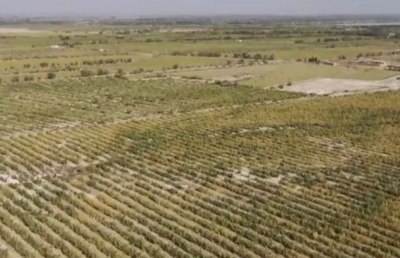 新疆：改善生態(tài)環(huán)境 大力發(fā)展沙漠經(jīng)濟(jì)