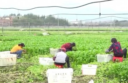 農(nóng)業(yè)農(nóng)村部：五大舉措保障2021年冬季至2022年春季蔬菜供應(yīng)