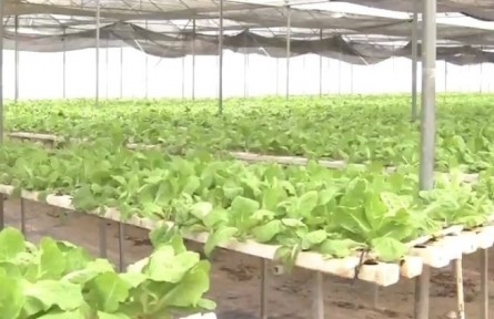 廣東：發(fā)揮數(shù)字平臺(tái)優(yōu)勢(shì) 統(tǒng)籌外地蔬菜保供應(yīng)