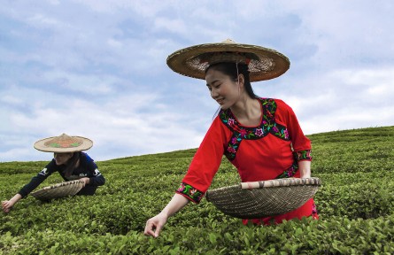 孫文平：貴州采茶人“走進(jìn)鄉(xiāng)村看小康”攝影作品征集