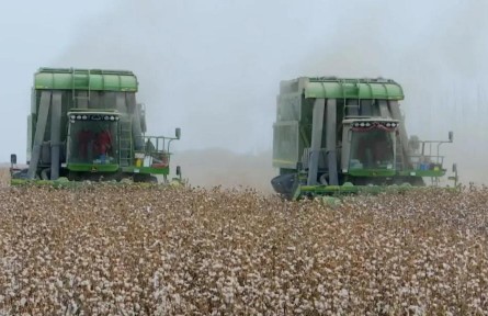 新疆首個(gè)長絨棉高產(chǎn)新品種實(shí)現(xiàn)全程機(jī)械化采收