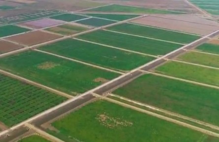 山東：向鹽堿地要糧 端牢中國(guó)飯碗