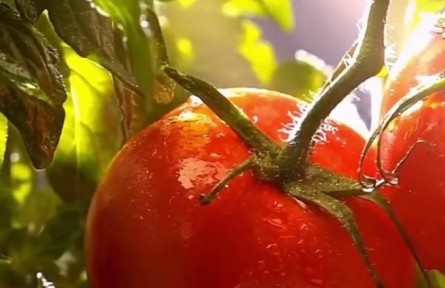 西紅柿進(jìn)入膨果期，這些問題會直接影響產(chǎn)量