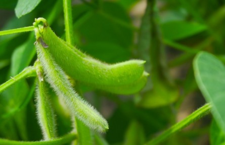 毛豆生長期的注意事項(xiàng)