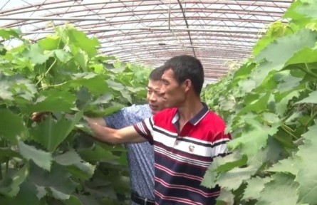 葡萄采收后，秧苗管理有“訣竅”