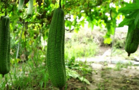 農(nóng)作物小百科：絲瓜