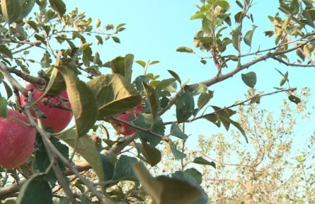 蘋果樹秋施底肥有妙用