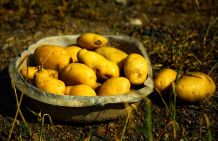 我國科學(xué)家突破雜交馬鈴薯育種技術(shù)難題