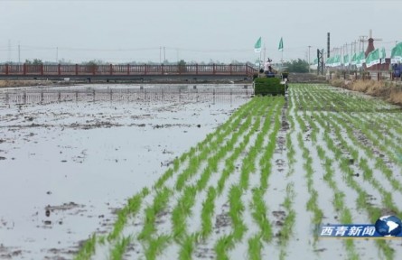 天津西青區(qū)小站稻秧苗乘坐智能插秧機跑出加速度