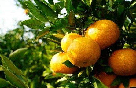 上海崇明：“小柑橘”何以成為“大產業(yè)”