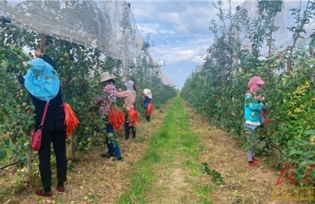 甘肅慶陽2個(gè)村鎮(zhèn)入選第十一批全國“一村一品”示范村鎮(zhèn)