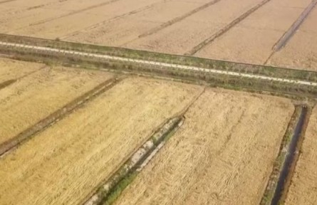 天津：從一粒良種到萬畝良田