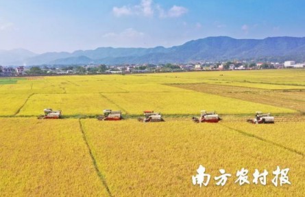 美“稻”了！廣東絲苗米喜豐收