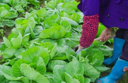 包心菜生長(zhǎng)期的養(yǎng)護(hù)要點(diǎn)