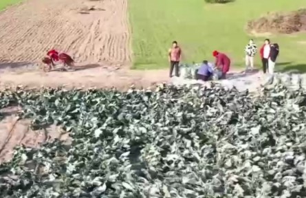 河南、江蘇等地的鄉(xiāng)村發(fā)展特色種植 為鄉(xiāng)村振興注入新動能