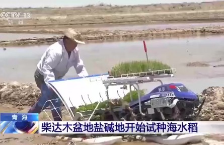 了不起！袁隆平團隊在柴達木盆地鹽堿地試種“海水稻”