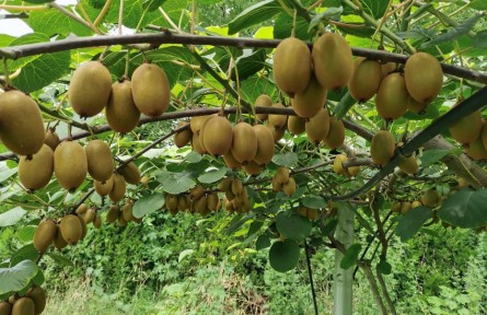 【農(nóng)業(yè)知識(shí)】冬季獼猴桃園管理技術(shù)要點(diǎn)