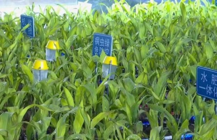 【農(nóng)業(yè)知識(shí)】玉米增密度“5335”配套集成技術(shù)