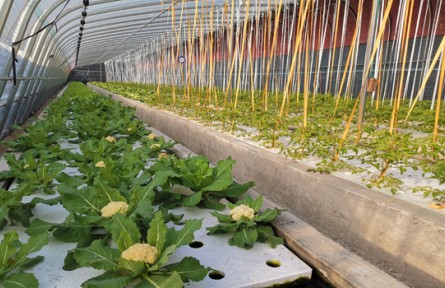 山東煙臺(tái)蓬萊區(qū)站馬張家村：發(fā)展魚(yú)菜共生 奔向鄉(xiāng)村振興