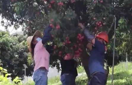 廣東搭建市場(chǎng)體系 助推特色農(nóng)產(chǎn)品優(yōu)質(zhì)優(yōu)價(jià)