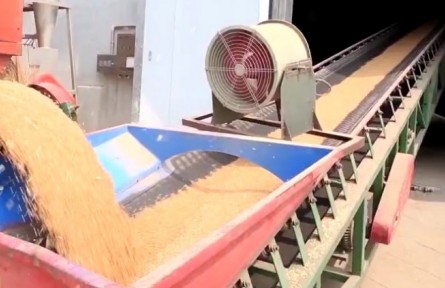 山東：糧食產(chǎn)后服務 助力減損增收