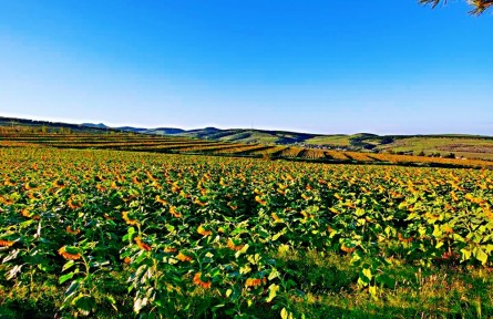 遼寧朝陽(yáng)建平縣：一畦梯田帶來(lái)的財(cái)富