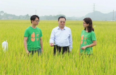 唐湘如：讓國產(chǎn)香米成增收利器