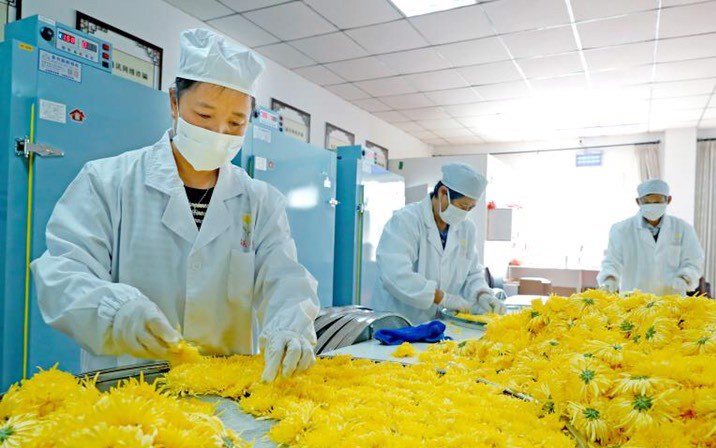 他用一朵菊花富了浙江寧波這個村 村民收入是打工的四五倍