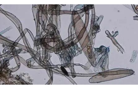 果農(nóng)送給博士生的橘子，會被拿去做啥研究？