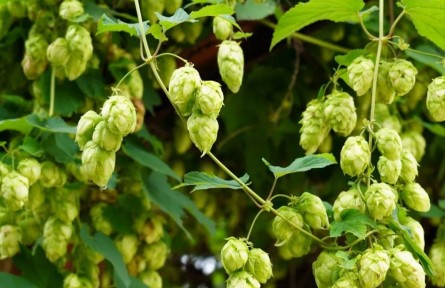 物種故事 | 啤酒花：啤酒苦不苦，我說了算