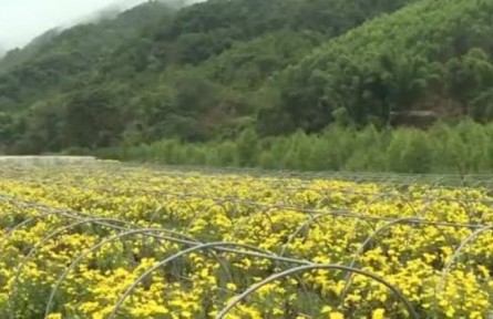 特色產(chǎn)業(yè)助推云南普洱鄉(xiāng)村振興