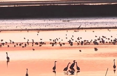 南方多地迎來(lái)候鳥遷徙高峰