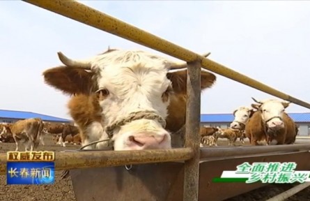吉林：實(shí)施“秸稈變?nèi)狻惫こ?做大做強(qiáng)肉牛產(chǎn)業(yè)