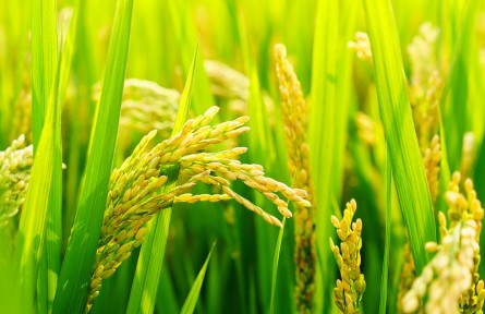 科普 | 怎樣稻作更能固碳減排？