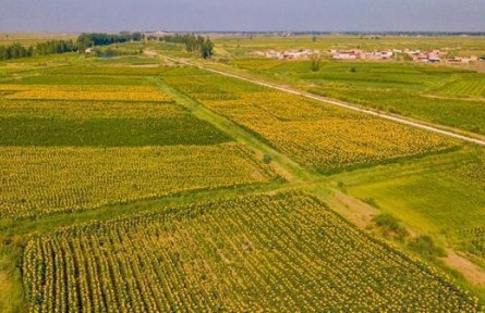 內蒙古五原：5萬畝“鹽堿白”變身“生態(tài)綠”