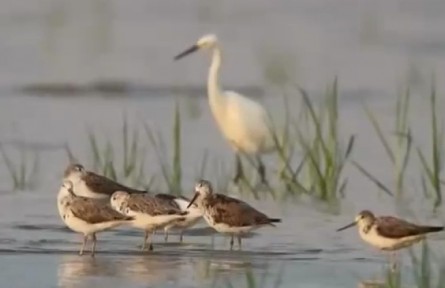 江蘇鹽城：黃（渤）海候鳥棲息地 自然遺產可持續(xù)發(fā)展的中國樣本