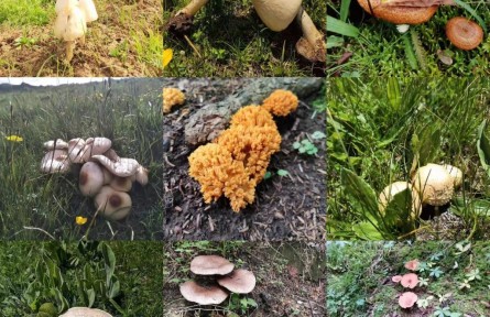 “越鮮艷越有毒”？野蘑菇民間“驗毒偏方”不可信