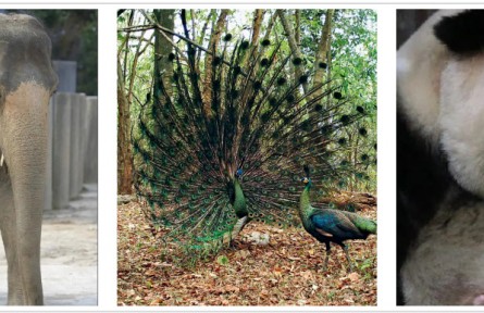 大象、孔雀、熊貓——那些“親戚”太多 傻傻分不清楚的動物