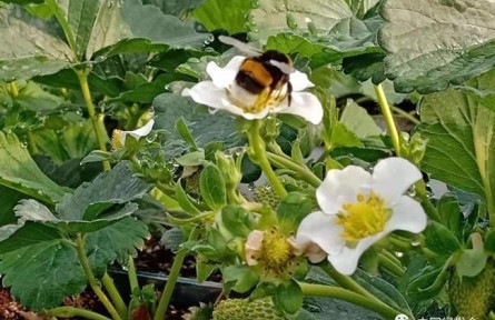 蜜蜂復(fù)工 以自然之道解作物授粉難問(wèn)題