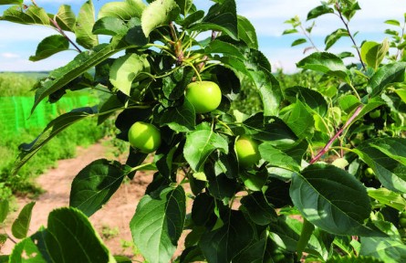 吉林長春九臺(tái)區(qū)：曬曬上河灣林果的倍增效益