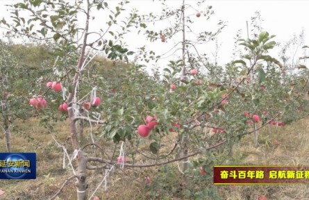 陜西延安：蘋果迎豐收 果農(nóng)銷售忙