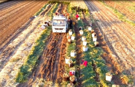 山東平度田莊鎮(zhèn)吉戈莊村：大姜喜豐收 邀您來采購